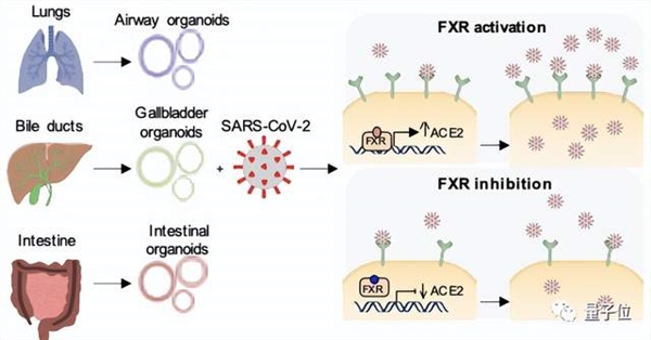 Nature最新：熊去氧膽酸可預(yù)防新冠、不怕病毒變異