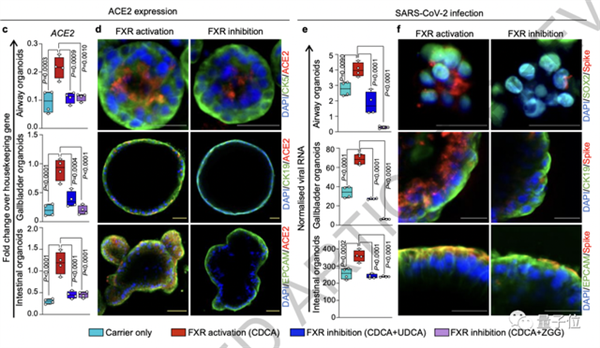 Nature最新：熊去氧膽酸可預(yù)防新冠、不怕病毒變異