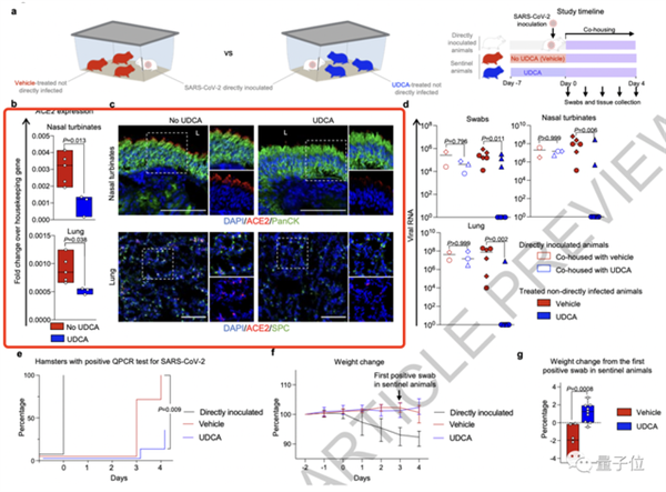 Nature最新：熊去氧膽酸可預(yù)防新冠、不怕病毒變異