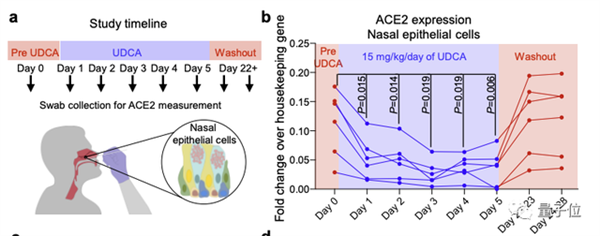 Nature最新：熊去氧膽酸可預(yù)防新冠、不怕病毒變異
