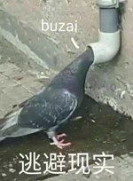 這只鴿子的胸肌為何這么發(fā)達？