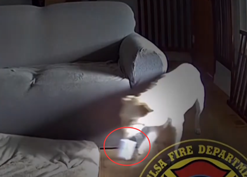 狗子放火把家燒了！不看監(jiān)控屋主這輩子都找不到縱火犯