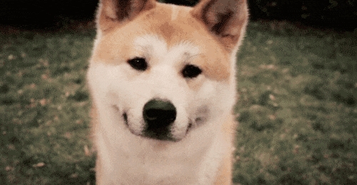 澳洲秋田犬咬傷三人！為何多國(guó)禁養(yǎng)？看似軟糯本質(zhì)是斗狗