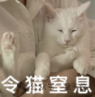 貓貓的運(yùn)動(dòng)方程：首次被物理學(xué)家破解了！