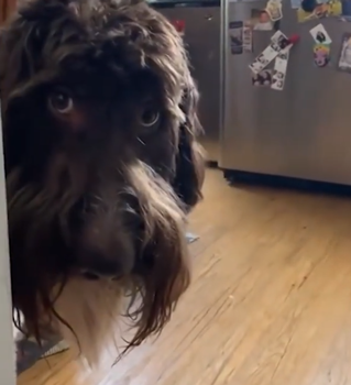 狗子吃掉2萬現(xiàn)金后又拉了出來 主人只能屎里淘金