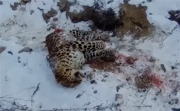 東北虎獵殺東北豹 豹子身體被啃食一半：最新后續(xù)來了 繼承者現(xiàn)身