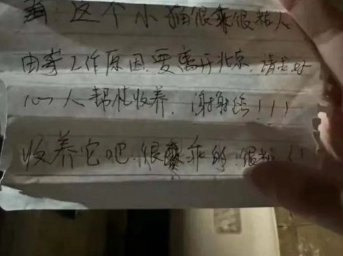 春節(jié)前是棄養(yǎng)寵物高峰期 身價上萬的寵物被扔到街上