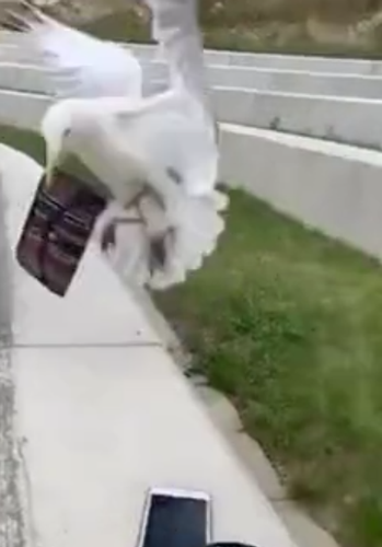 美女自拍時手機被鳥搶走！手機秒變飛機、還拍了視頻