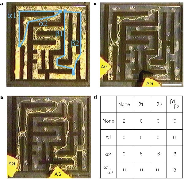 年輕人流行養(yǎng)黏菌當寵物！網友：竟然怪可愛的