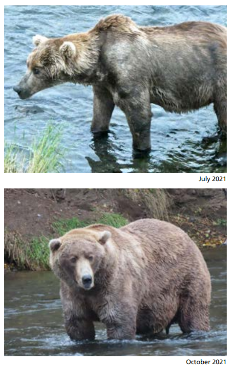 吃得太胖了怎么辦？熊在地上挖了個坑！