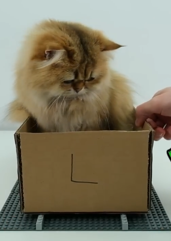 大神用樂高給貓咪造了一輛火車：隔壁狗子饞哭了！