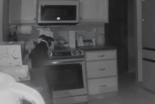 狗子放火把家燒了！不看監(jiān)控屋主這輩子都找不到縱火犯