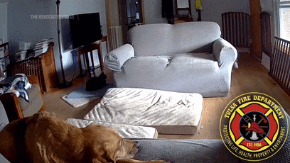 狗子放火把家燒了！不看監(jiān)控屋主這輩子都找不到縱火犯