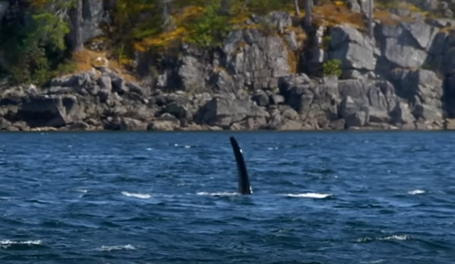 尼斯湖水怪流傳1000多年了 現(xiàn)在依然有人在組隊抓它