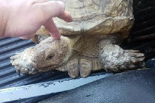 先天跑路圣體！日本一只鸚鵡自己坐著火車離家出走了