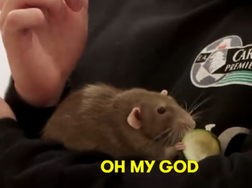 你敢吃嘗嘗嗎！網(wǎng)紅小哥訓(xùn)練老鼠當(dāng)廚師：還做菜給朋友吃