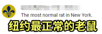 紐約為了滅鼠給老鼠避孕:結(jié)果它們多到成了網(wǎng)紅景點(diǎn)(圖32) 紐約為了滅鼠給老鼠避孕:結(jié)果它們多到成了網(wǎng)紅景點(diǎn)
