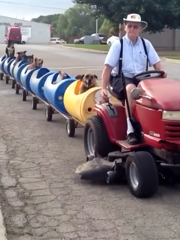 大神用樂高給貓咪造了一輛火車：隔壁狗子饞哭了！