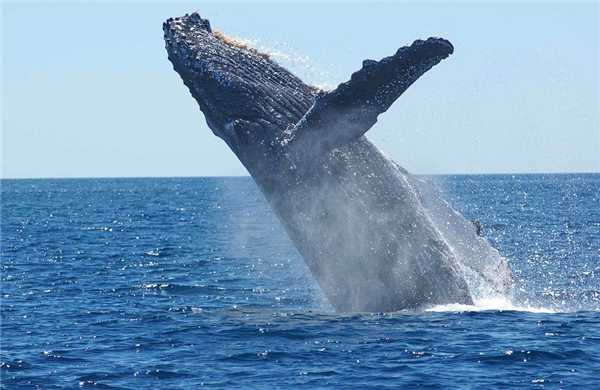 汕頭發(fā)現(xiàn)一具鯨魚(yú)尸體！專(zhuān)家提醒不要圍觀：小心“鯨爆”