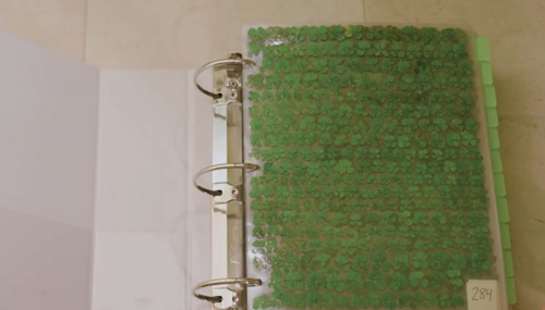 日本老哥種出63片葉子的三葉草 密密麻麻