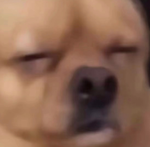 美國(guó)如何用鴿子搞暗殺：有網(wǎng)友把這個(gè)腦洞做出來(lái)了！