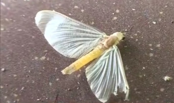 漫天飛蟲！西雙版納熱帶植物園回應(yīng)蜉蝣大爆發(fā)：一兩天就沒(méi)了