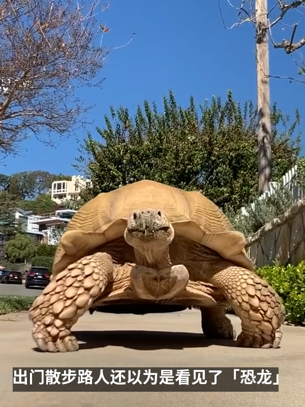 小姐姐養(yǎng)了20多年的龜龜成了大網(wǎng)紅！網(wǎng)友：感覺它能送走幾代人