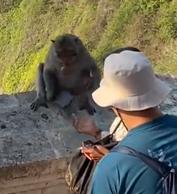 美女自拍時手機被鳥搶走！手機秒變飛機、還拍了視頻