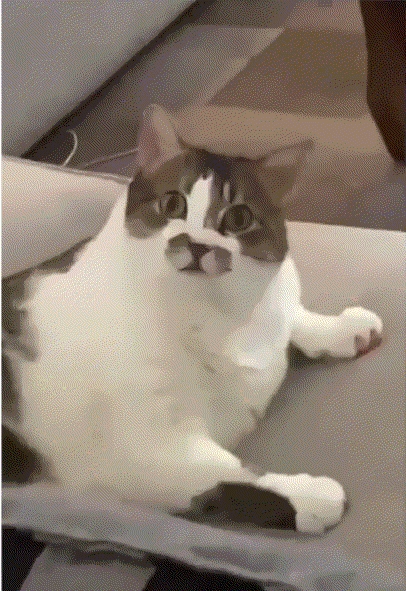 親測(cè)頂配 1TB 的小屏手機(jī) 拍妹超絕