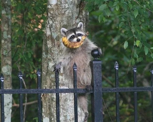 入室偷搶食物 毆打?qū)櫸?襲擊人類！50多萬(wàn)可愛(ài)浣熊肆虐歐洲