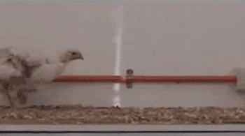 把垃圾桶改造成跑車后：坐進去比法拉利還拉風百倍！