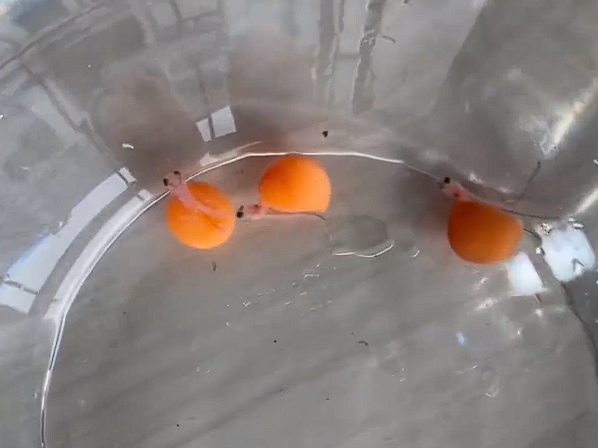 打破生殖隔離！龍魚(yú)界雜交出“獅虎獸”：1條魚(yú)苗100萬(wàn)