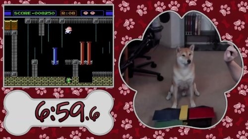 狗都能玩！美國(guó)游戲速通大賽出現(xiàn)新物種選手：一只柴犬