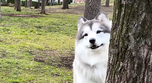 比真狗還狗：日本老哥花300萬(wàn)把自己改裝成了狗