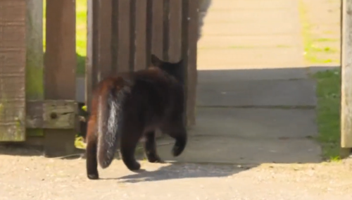 先天跑路圣體！日本一只鸚鵡自己坐著火車離家出走了