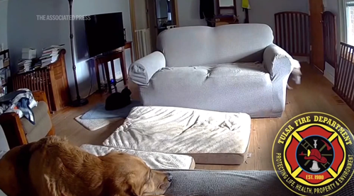 狗子放火把家燒了！不看監(jiān)控屋主這輩子都找不到縱火犯