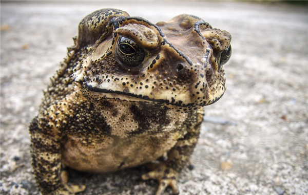 海南三人捕食癩蛤蟆中毒一人已身亡 官方提醒：有毒切勿擅自食用