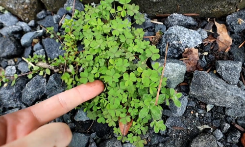 日本老哥種出63片葉子的三葉草 密密麻麻