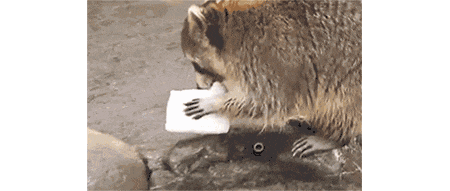 入室偷搶食物 毆打?qū)櫸?襲擊人類！50多萬(wàn)可愛(ài)浣熊肆虐歐洲