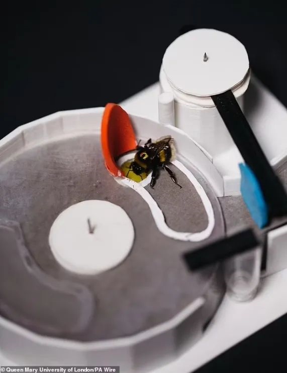 神奇吧：蜜蜂的社會(huì)里也有“愛(ài)因斯坦”