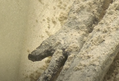 地球上發(fā)現(xiàn)的外星人實(shí)體內(nèi)還有三顆蛋？