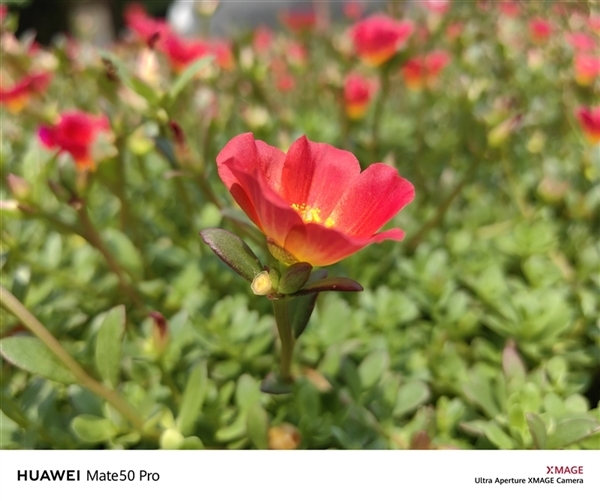 年底換機最佳入手時機來了！華為Mate 50系列實用耐用好用 鎖定爆款科技好物