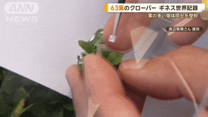 日本老哥種出63片葉子的三葉草 密密麻麻