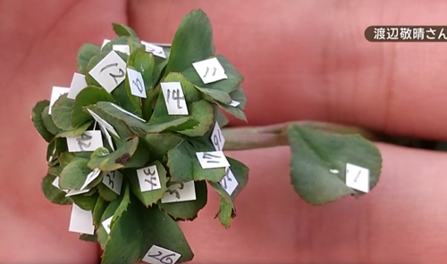 日本老哥種出63片葉子的三葉草 密密麻麻