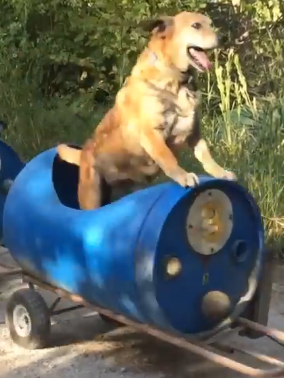 大神用樂高給貓咪造了一輛火車：隔壁狗子饞哭了！