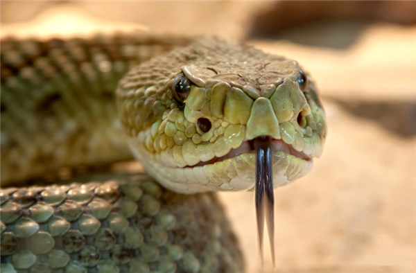 別信偏方：男子吞蛇膽喝蛇藥15年后發(fā)病：感染寄生蟲