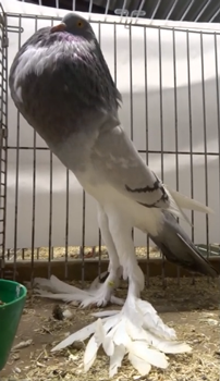 這只鴿子的胸肌為何這么發(fā)達？