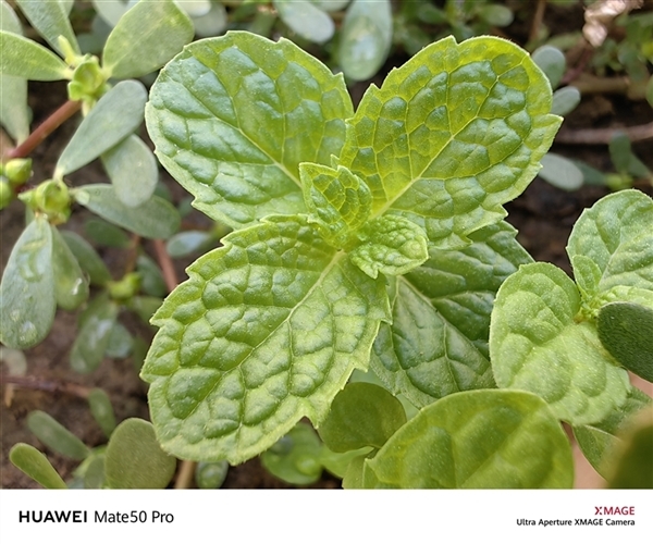 年底換機最佳入手時機來了！華為Mate 50系列實用耐用好用 鎖定爆款科技好物