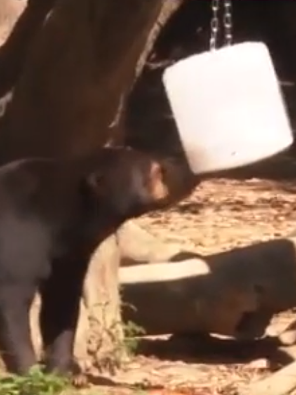 沒有動物能在夏天拒絕冰塊的誘惑：但整活兒還得大熊貓！