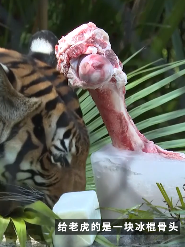 沒有動物能在夏天拒絕冰塊的誘惑：但整活兒還得大熊貓！
